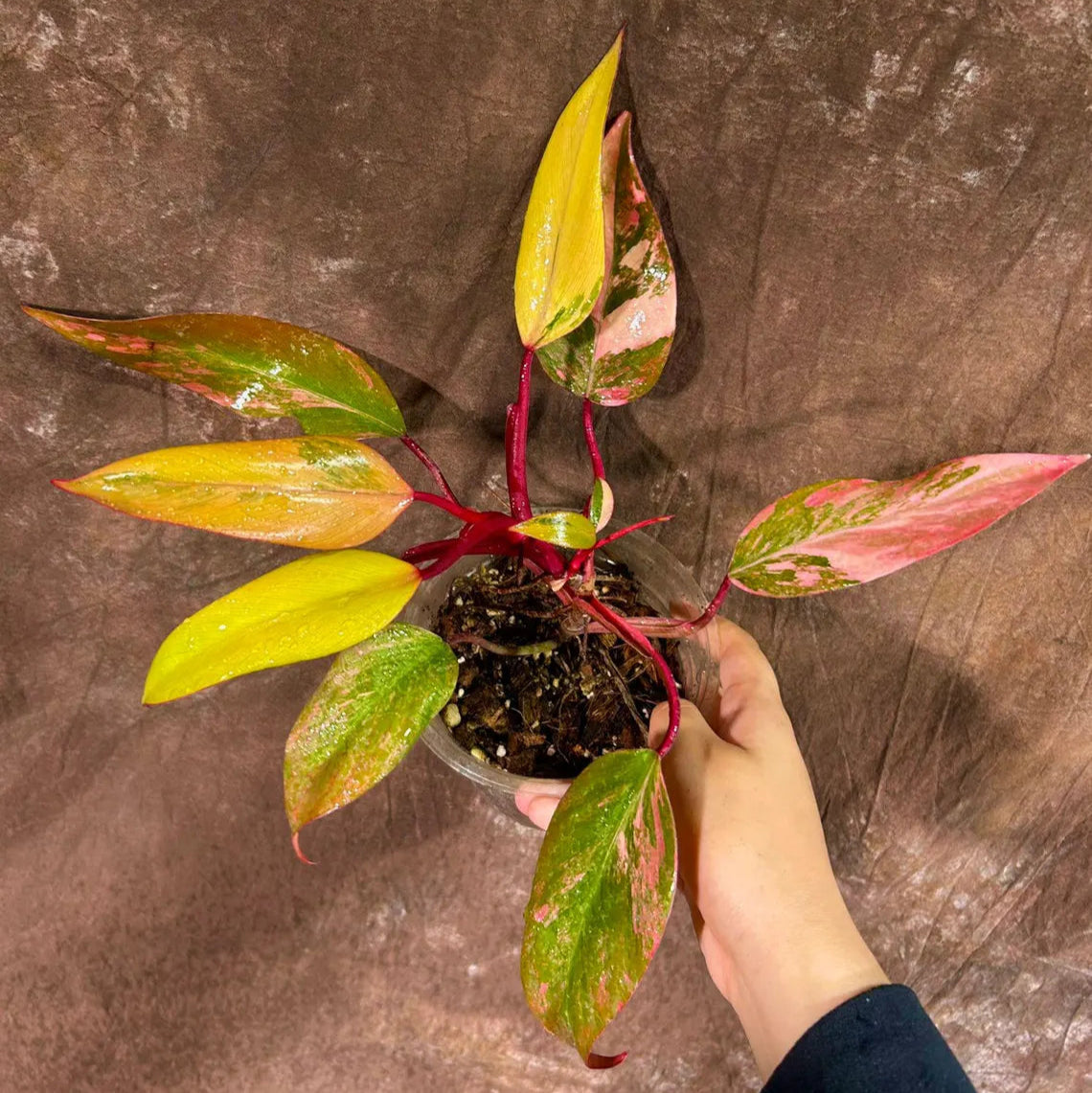 Variegated Philodendron Strawberry Shake in a Nursery Pot - Strawberry Shake RARE Collector Single Leaf Plant - Live Indoor Plant -US seller