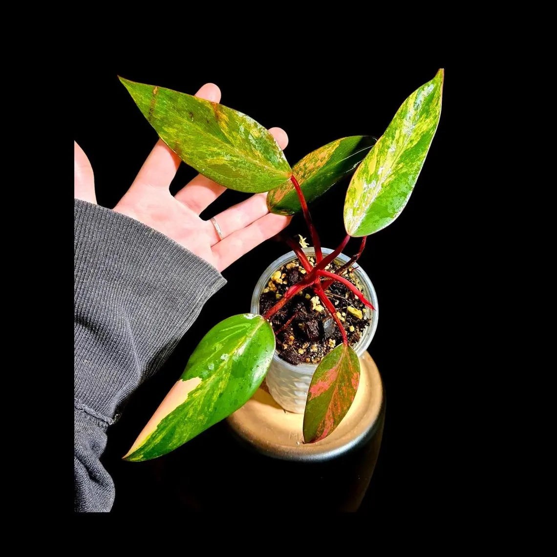 Variegated Philodendron Strawberry Shake in a Nursery Pot - Pink Strawberry Shake RARE Collector Plant - Live Indoor Plant - Exact Plant