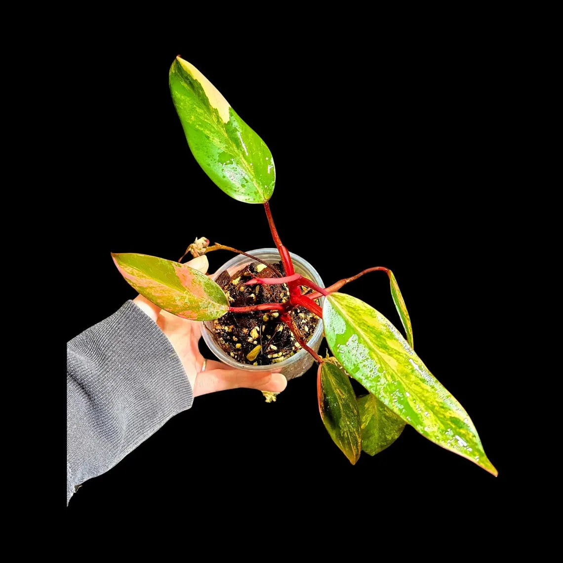 Variegated Philodendron Strawberry Shake in a Nursery Pot - Pink Strawberry Shake RARE Collector Plant - Live Indoor Plant - Exact Plant