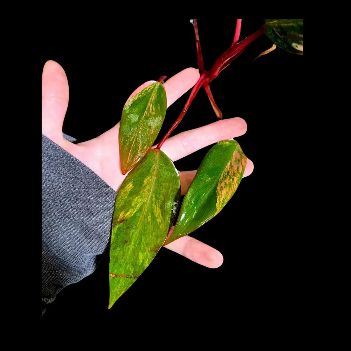 Variegated Philodendron Strawberry Shake in a Nursery Pot - Pink Strawberry Shake RARE Collector Plant - Live Indoor Plant - Exact Plant