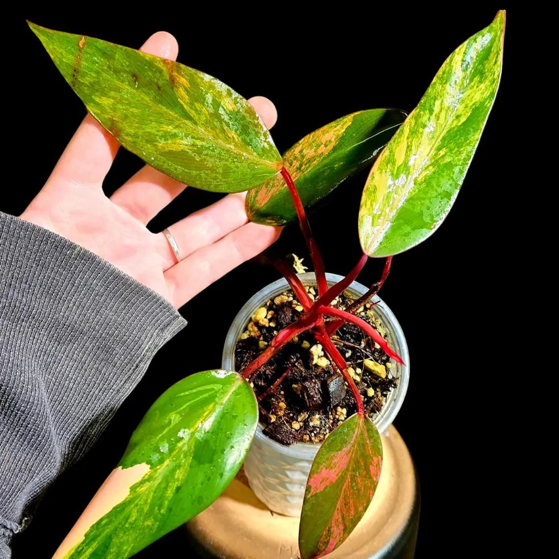 Variegated Philodendron Strawberry Shake in a Nursery Pot - Pink Strawberry Shake RARE Collector Plant - Live Indoor Plant - Exact Plant