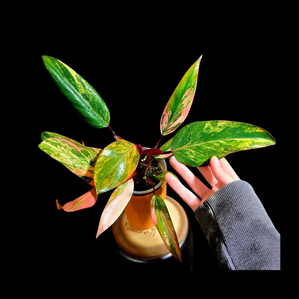 Variegated Philodendron Strawberry Shake in a Nursery Pot - Pink Strawberry Shake RARE Collector Plant - Live Indoor Plant - Exact Plant
