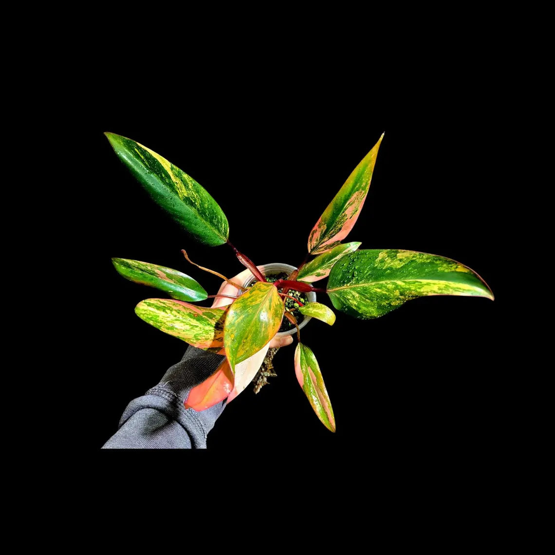 Variegated Philodendron Strawberry Shake in a Nursery Pot - Pink Strawberry Shake RARE Collector Plant - Live Indoor Plant - Exact Plant