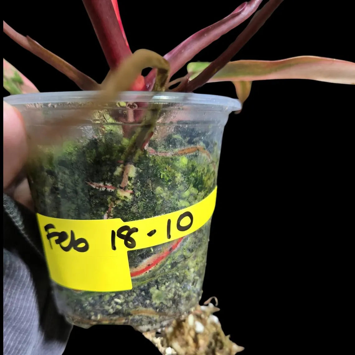 Variegated Philodendron Strawberry Shake in a Nursery Pot - Pink Strawberry Shake RARE Collector Plant - Live Indoor Plant - Exact Plant