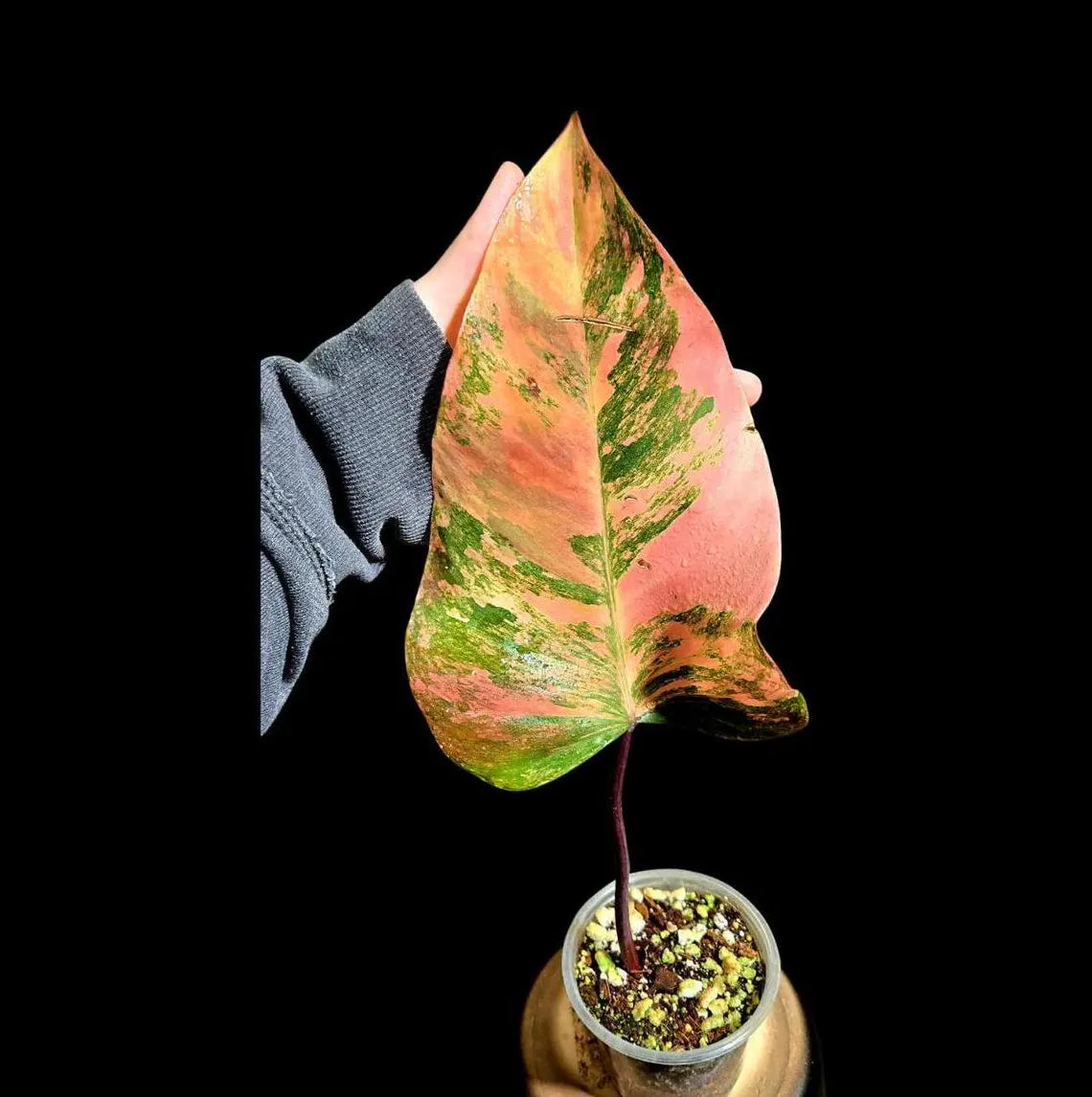 Variegated Philodendron Strawberry Shake in a Nursery Pot - Strawberry Shake RARE Collector Single Leaf Plant - Live Indoor Plant -US seller