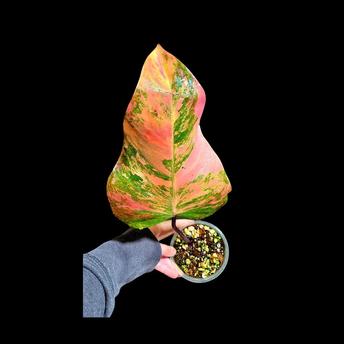 Variegated Philodendron Strawberry Shake in a Nursery Pot - Strawberry Shake RARE Collector Single Leaf Plant - Live Indoor Plant -US seller