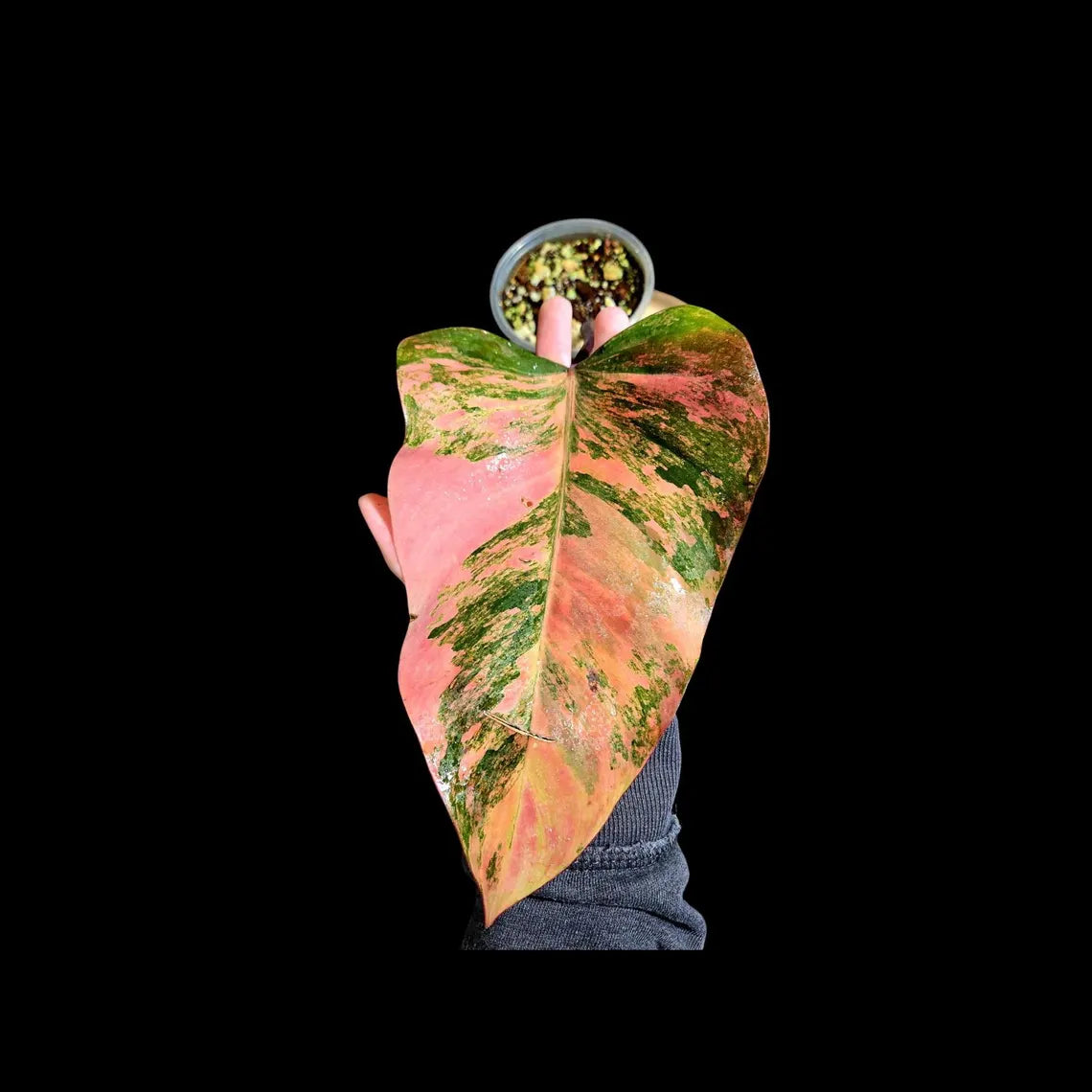 Variegated Philodendron Strawberry Shake in a Nursery Pot - Strawberry Shake RARE Collector Single Leaf Plant - Live Indoor Plant -US seller