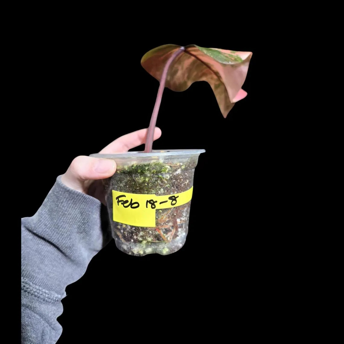 Variegated Philodendron Strawberry Shake in a Nursery Pot - Strawberry Shake RARE Collector Single Leaf Plant - Live Indoor Plant -US seller