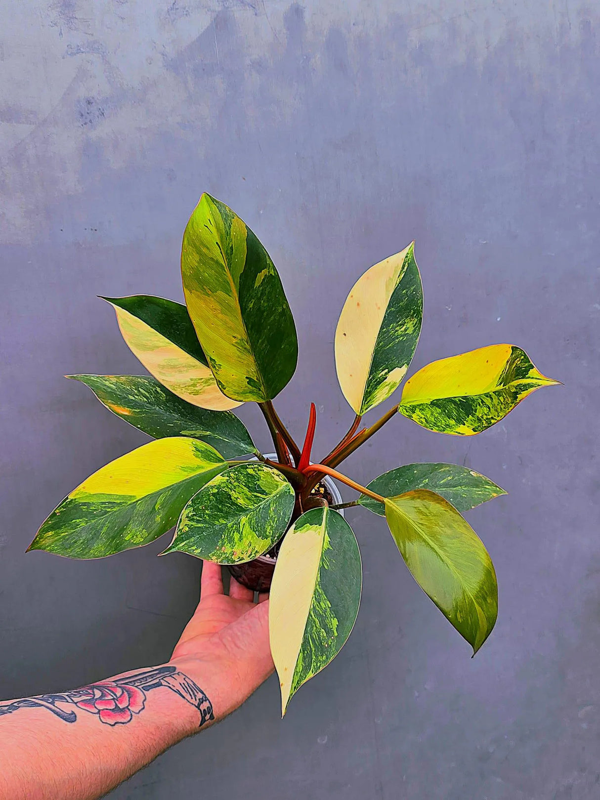 Variegated Philodendron Yellow Congo Live Plant - Super Rare Indoor - (June-17-27)