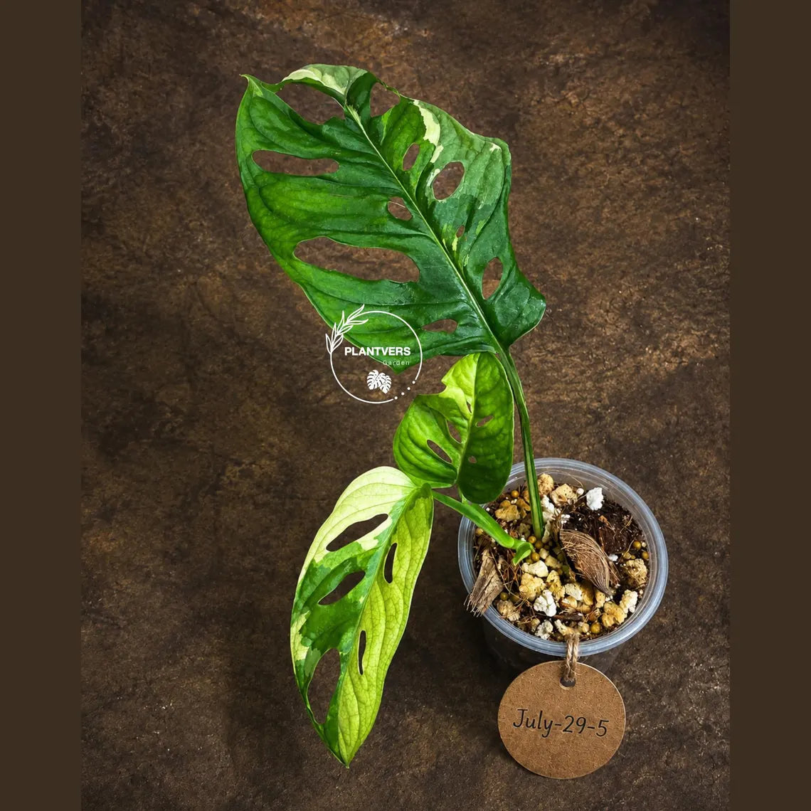 Variegated Monstera Adansonii Albo Live Plant -(July-29-5)
