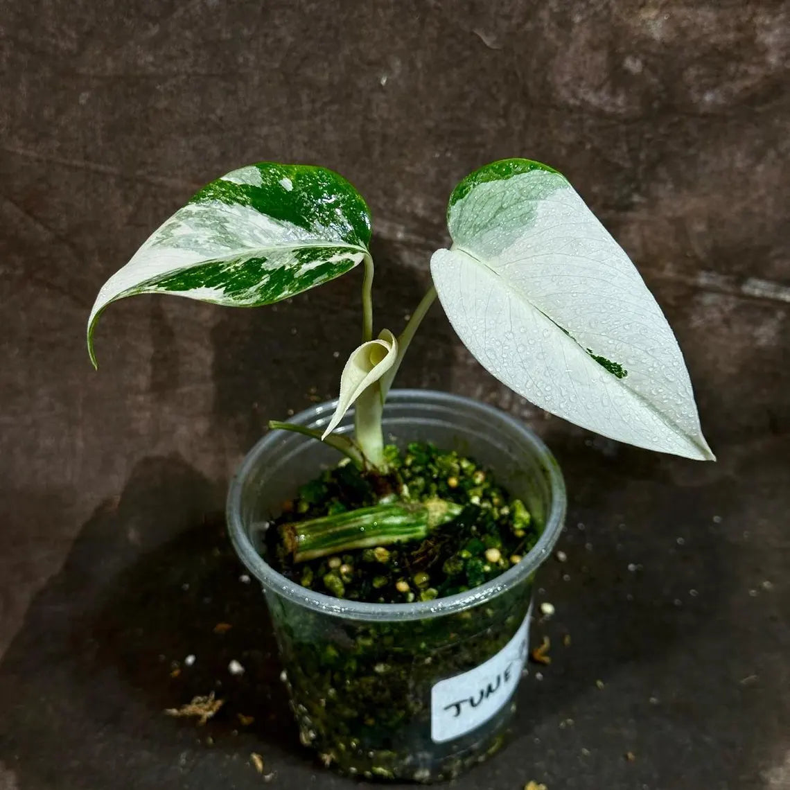 Variegated Monstera Albo Plant - Rare Indoor White Monstera Albo Borsigiana Plant - Baby Leaf Plant - Indoor Plant - EXACT Plant - US Seller