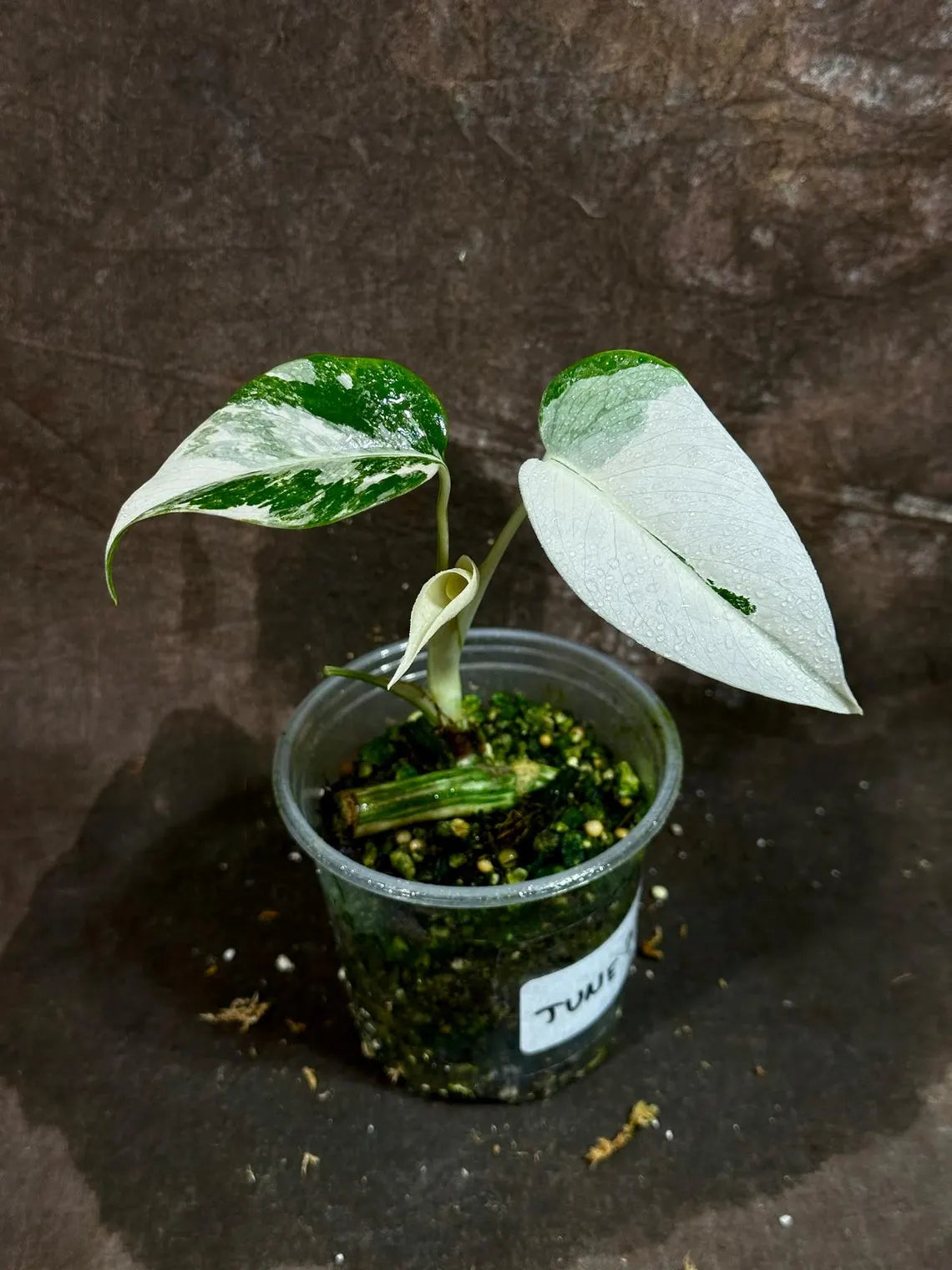 Variegated Monstera Albo Plant - Rare Indoor White Monstera Albo Borsigiana Plant - Baby Leaf Plant - Indoor Plant - EXACT Plant - US Seller