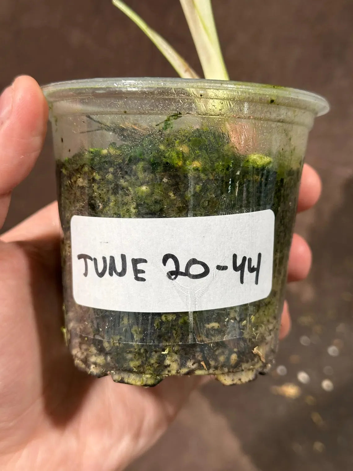 Variegated Monstera Albo Plant - Rare Indoor White Monstera Albo Borsigiana Plant - Baby Leaf Plant - Indoor Plant - EXACT Plant - US Seller