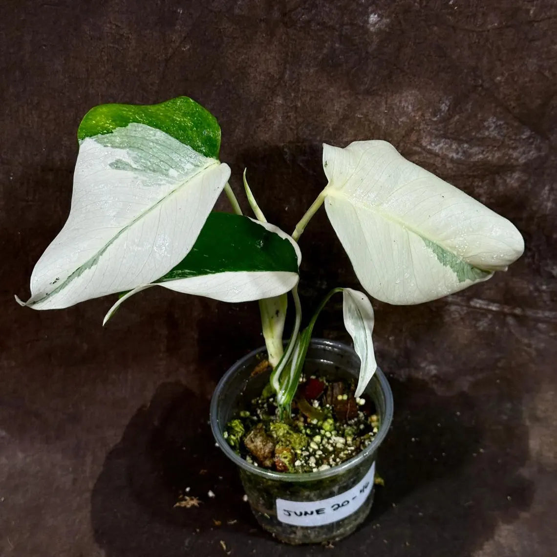 Variegated Monstera Albo Plant - Rare Indoor White Monstera Albo Borsigiana Plant - Baby Leaf Plant - Indoor Plant - EXACT Plant - US Seller