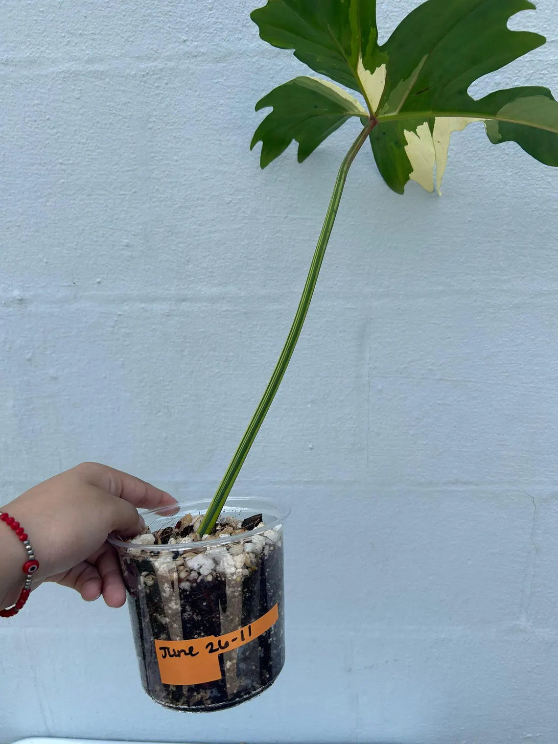 Philodendron Golden Dragon Variegated Established Plant in a Nursery Pot- Collector Rare Indoor Plants - Live Plant - SAME plant - US Seller