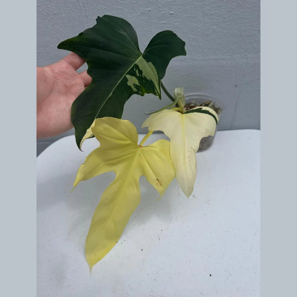 Philodendron Golden Dragon Variegated Established Plant in a Nursery Pot- Collector Rare Indoor Plants - Live Plant - SAME plant - US Seller