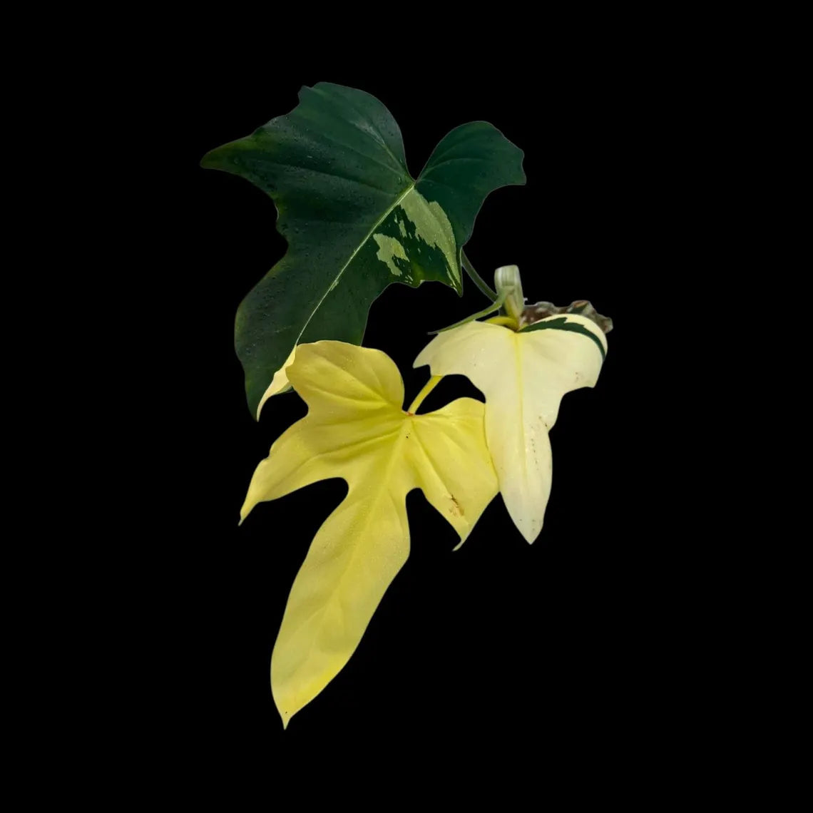 Philodendron Golden Dragon Variegated Established Plant in a Nursery Pot- Collector Rare Indoor Plants - Live Plant - SAME plant - US Seller