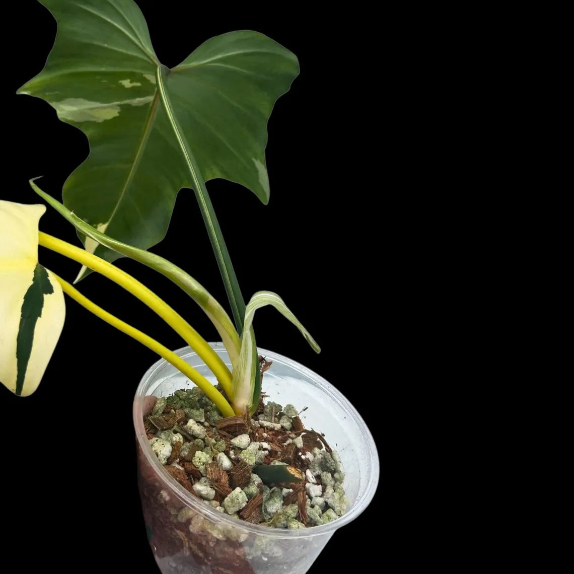 Philodendron Golden Dragon Variegated Established Plant in a Nursery Pot- Collector Rare Indoor Plants - Live Plant - SAME plant - US Seller