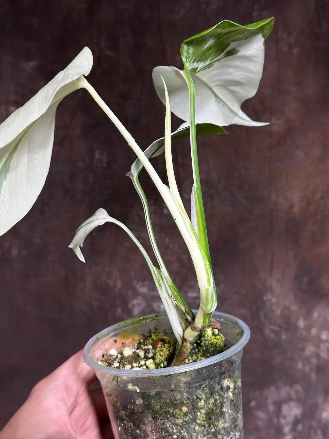 Variegated Monstera Albo Plant - Rare Indoor White Monstera Albo Borsigiana Plant - Baby Leaf Plant - Indoor Plant - EXACT Plant - US Seller