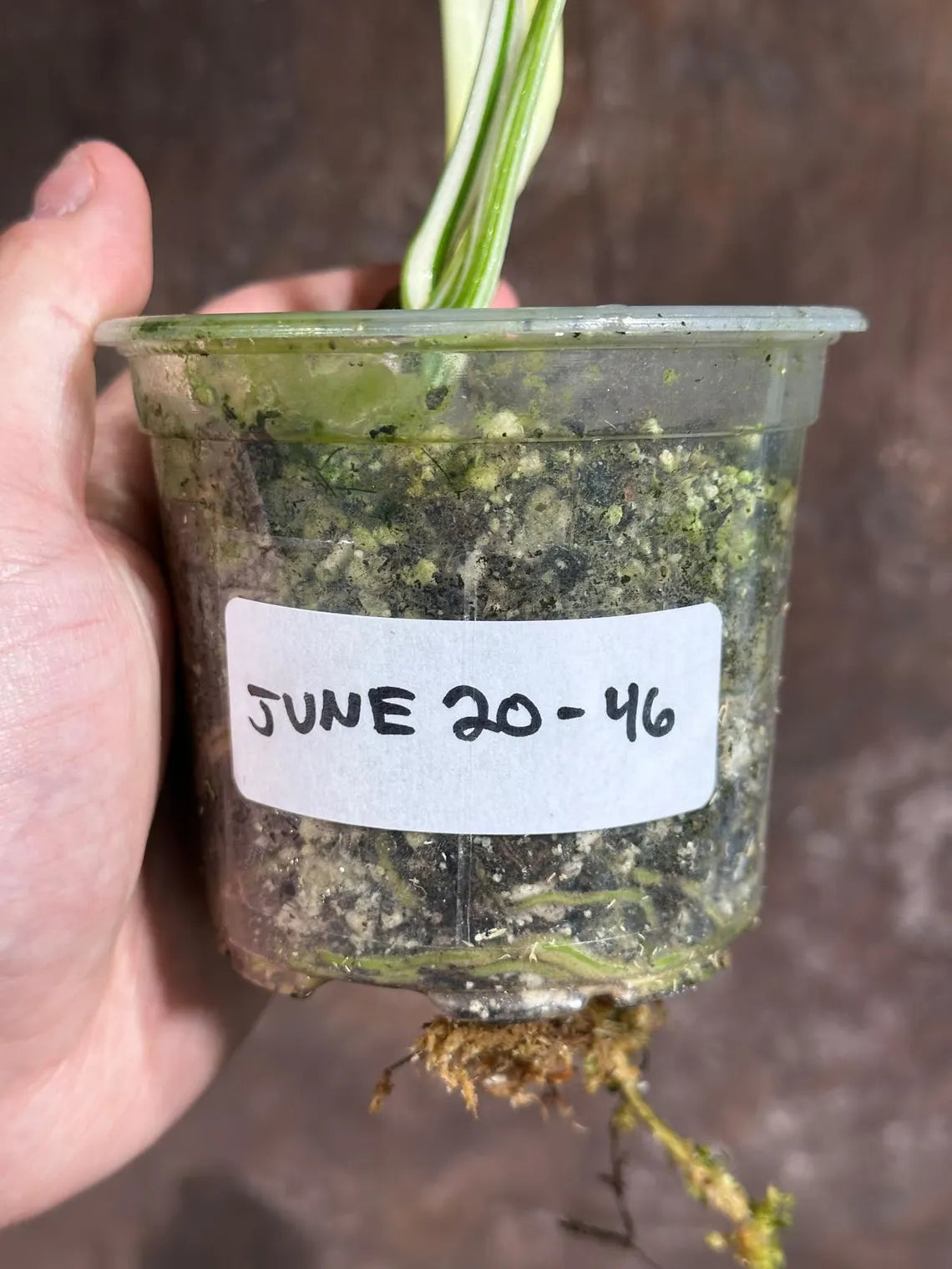 Variegated Monstera Albo Plant - Rare Indoor White Monstera Albo Borsigiana Plant - Baby Leaf Plant - Indoor Plant - EXACT Plant - US Seller