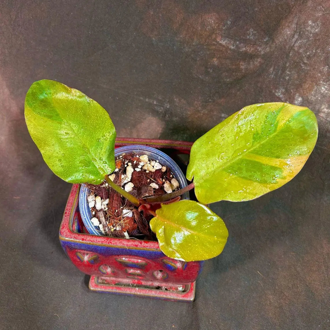 Variegated Black Cardinal Philodendron in a Nursery Pot - EXTREMELY Rare Collector Plant - Very Hard to come by - Black Plant - US Seller