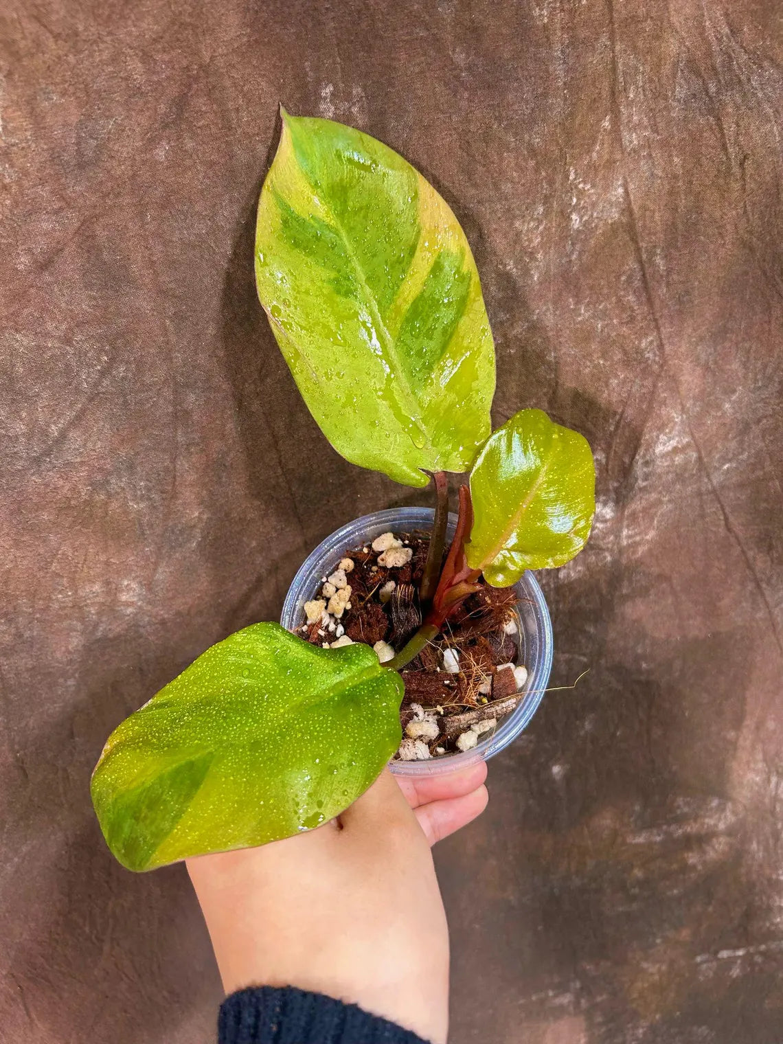 Variegated Black Cardinal Philodendron in a Nursery Pot - EXTREMELY Rare Collector Plant - Very Hard to come by - Black Plant - US Seller