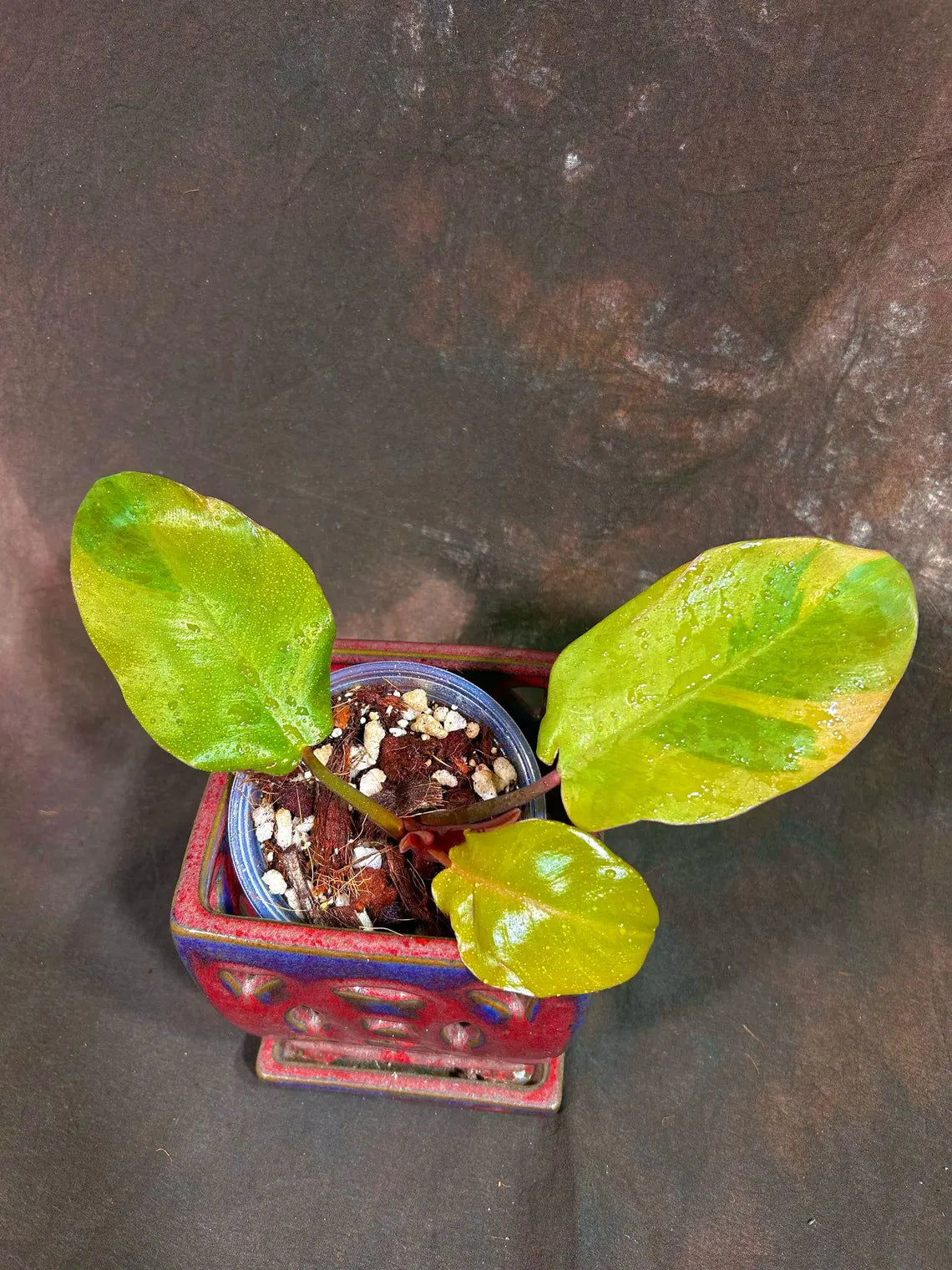 Variegated Black Cardinal Philodendron in a Nursery Pot - EXTREMELY Rare Collector Plant - Very Hard to come by - Black Plant - US Seller