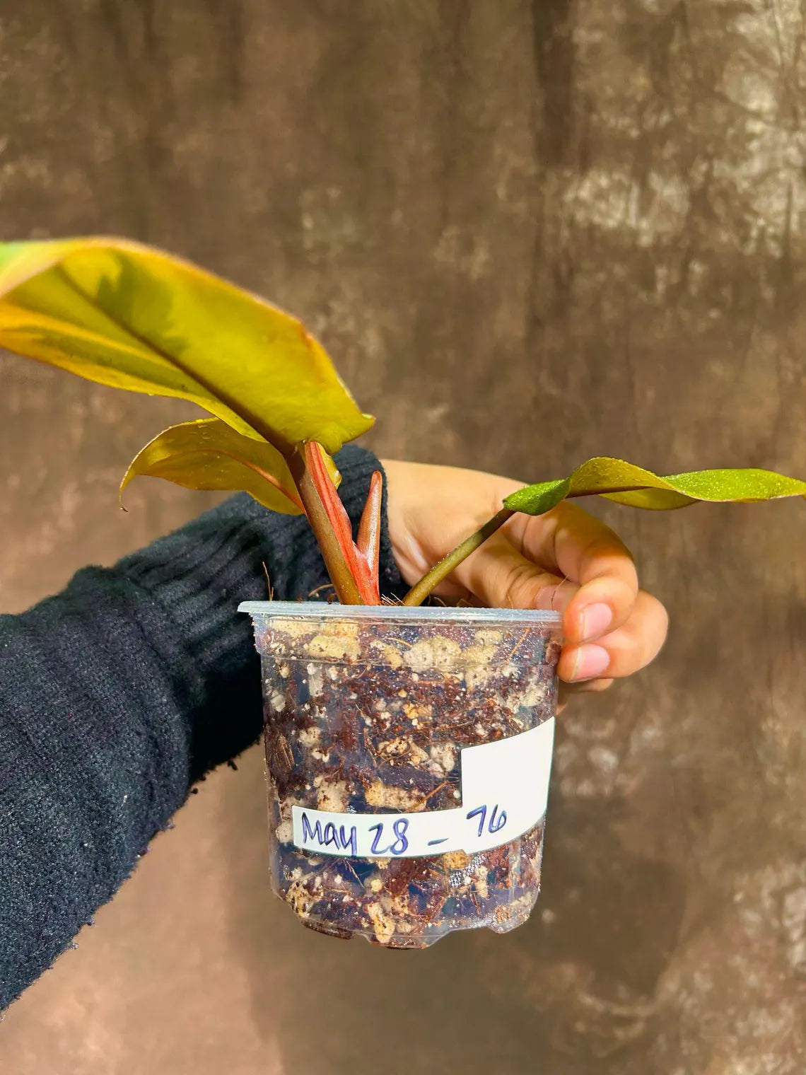 Variegated Black Cardinal Philodendron in a Nursery Pot - EXTREMELY Rare Collector Plant - Very Hard to come by - Black Plant - US Seller