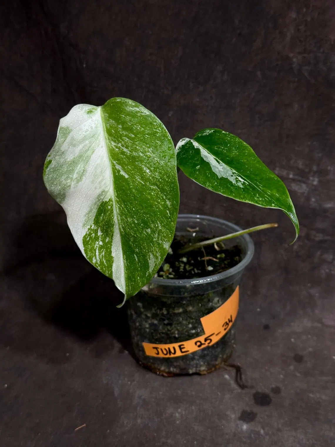 Variegated Monstera Albo Plant - Rare Indoor White Monstera Albo Borsigiana Plant - Albo Monstera - US Seller - Rare Houseplant -EXACT Plant
