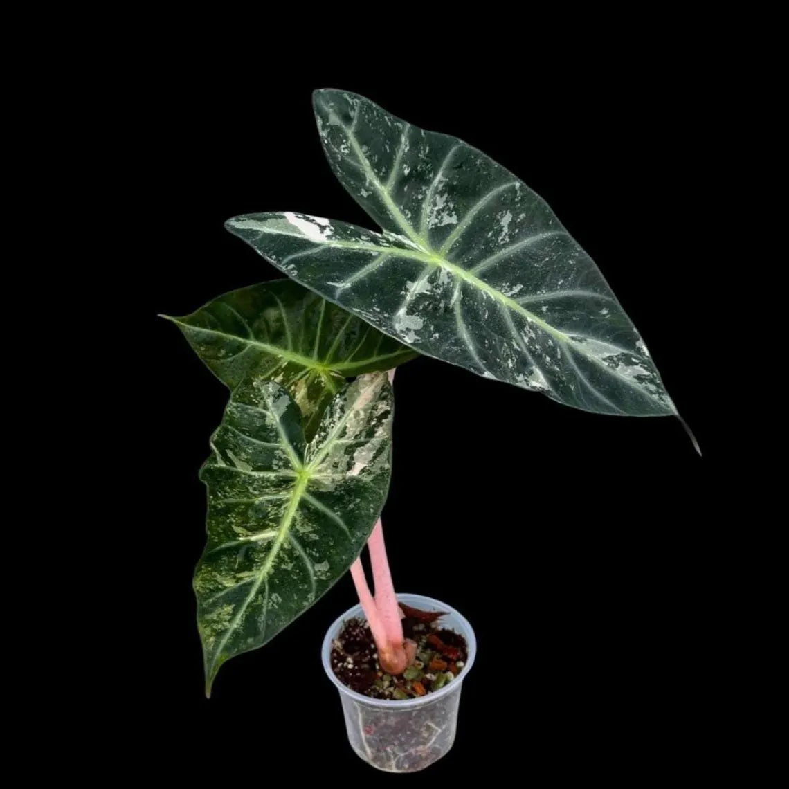 Alocasia Pink Diamond Variegated - Rare Collector Aroid in Nursery Pot - Stunning Indoor Foliage Plant - Exact Same Plant - US Seller