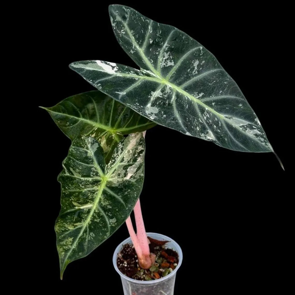 Alocasia Pink Diamond Variegated - Rare Collector Aroid in Nursery Pot - Stunning Indoor Foliage Plant - Exact Same Plant - US Seller