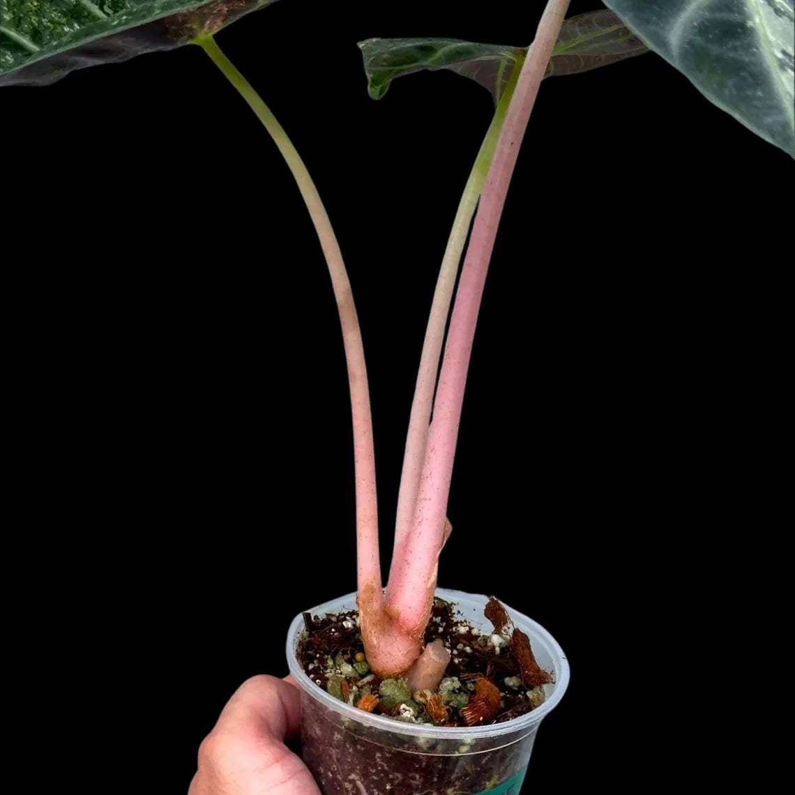 Alocasia Pink Diamond Variegated - Rare Collector Aroid in Nursery Pot - Stunning Indoor Foliage Plant - Exact Same Plant - US Seller