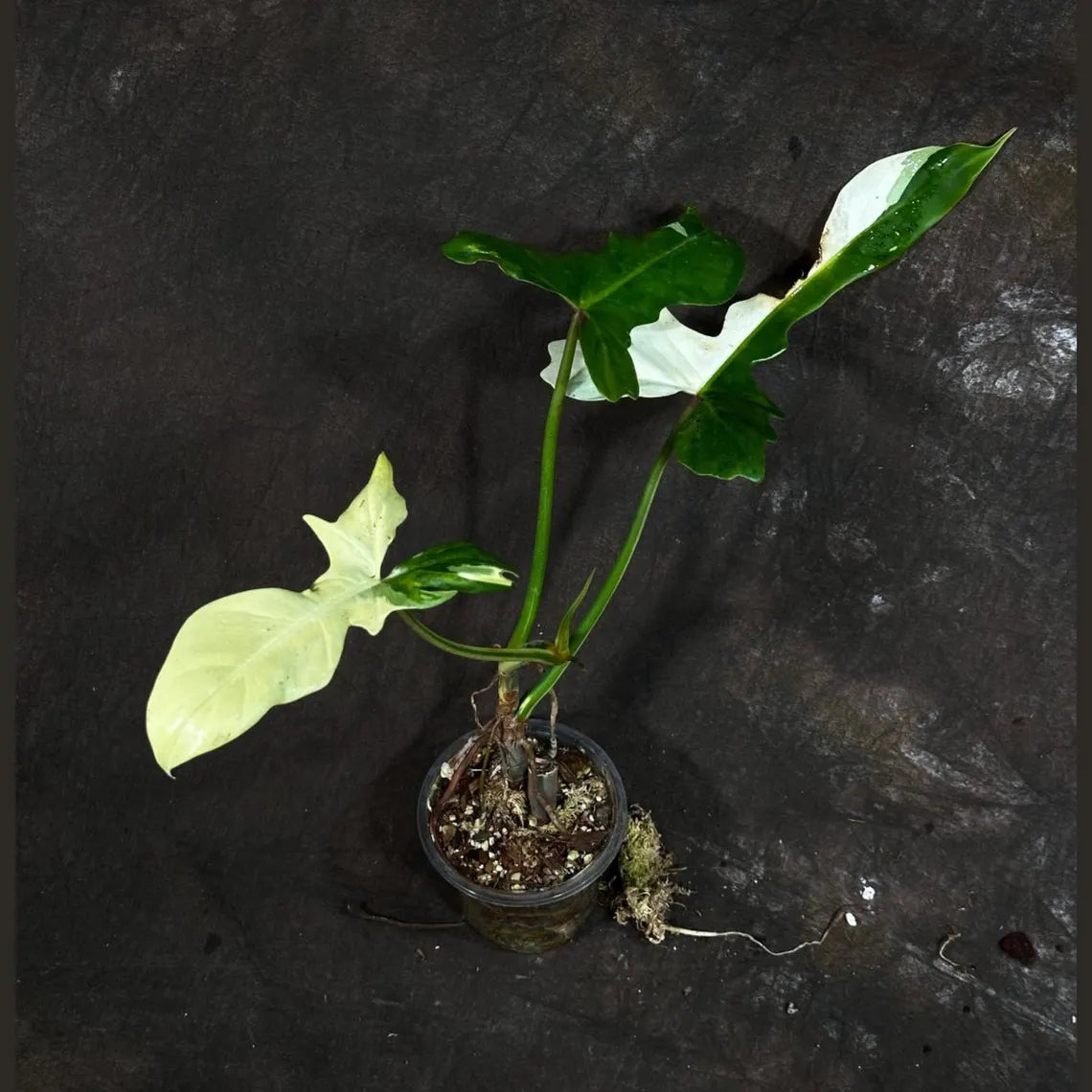 Philodendron Golden Dragon Variegated Established Plant in a Nursery Pot- Collector Rare Indoor Plants - Live Plant - SAME plant - US Seller