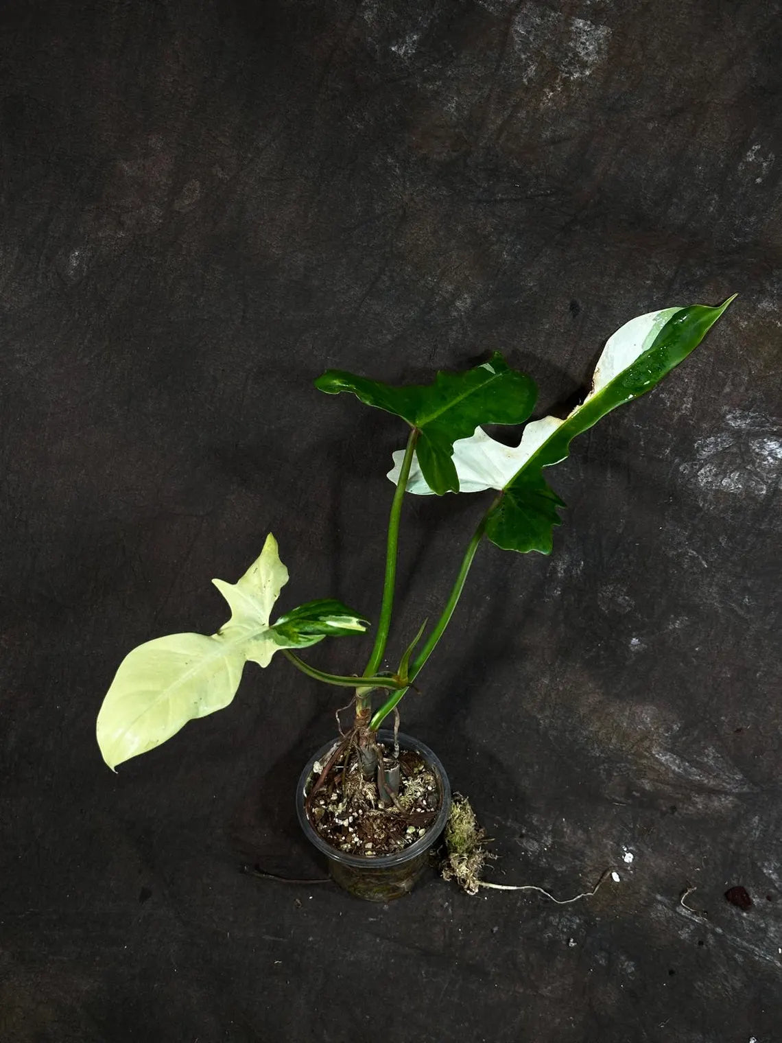 Philodendron Golden Dragon Variegated Established Plant in a Nursery Pot- Collector Rare Indoor Plants - Live Plant - SAME plant - US Seller