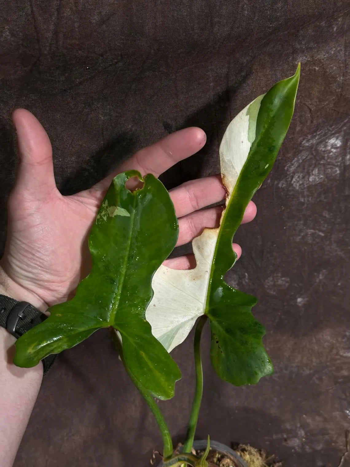 Philodendron Golden Dragon Variegated Established Plant in a Nursery Pot- Collector Rare Indoor Plants - Live Plant - SAME plant - US Seller