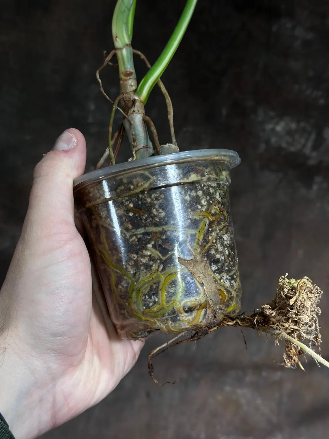 Philodendron Golden Dragon Variegated Established Plant in a Nursery Pot- Collector Rare Indoor Plants - Live Plant - SAME plant - US Seller