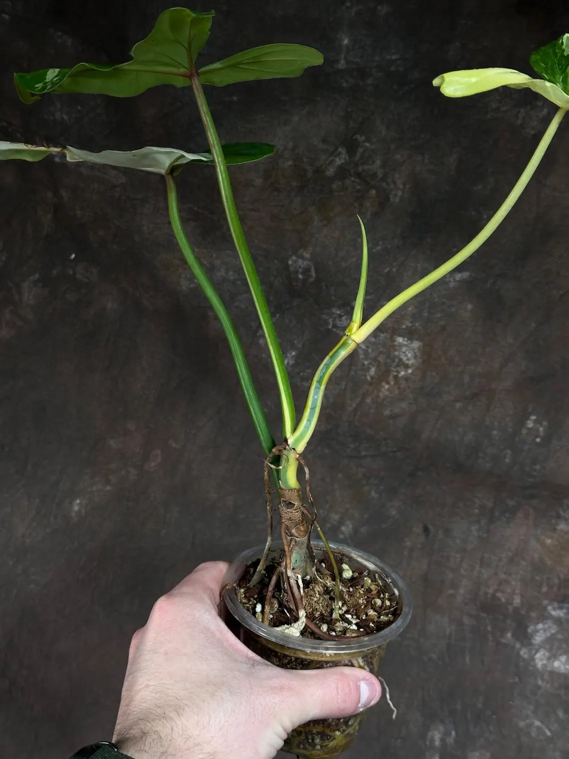 Philodendron Golden Dragon Variegated Established Plant in a Nursery Pot- Collector Rare Indoor Plants - Live Plant - SAME plant - US Seller