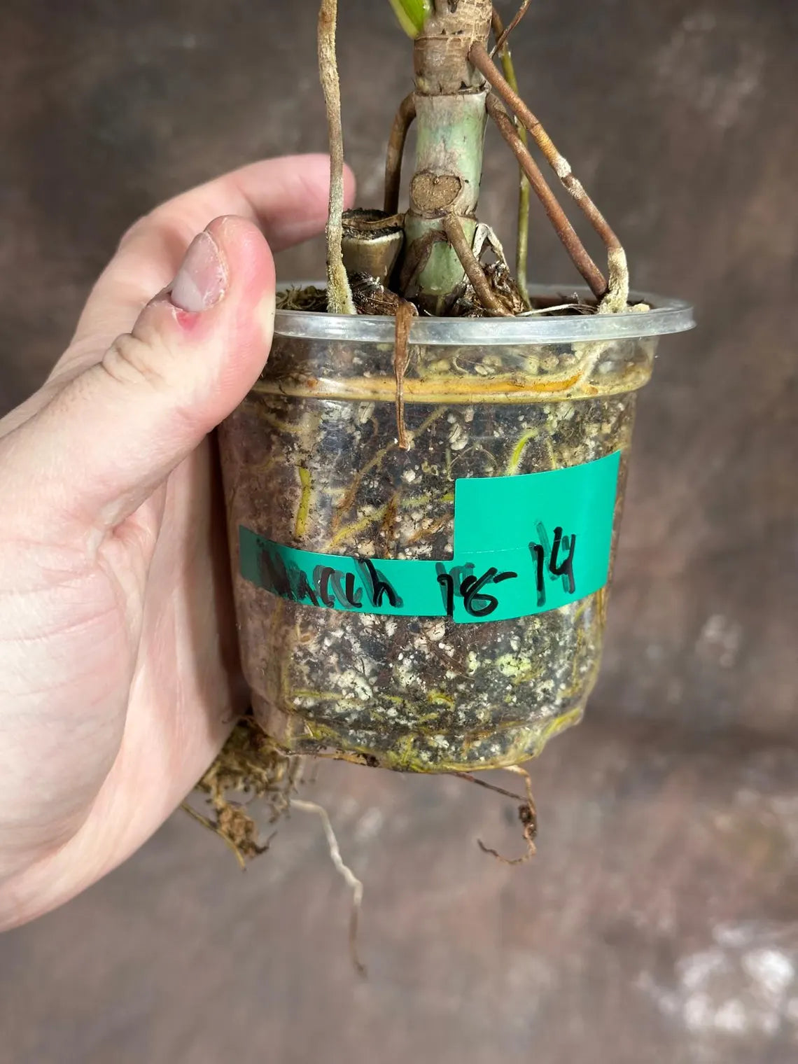 Philodendron Golden Dragon Variegated Established Plant in a Nursery Pot- Collector Rare Indoor Plants - Live Plant - SAME plant - US Seller