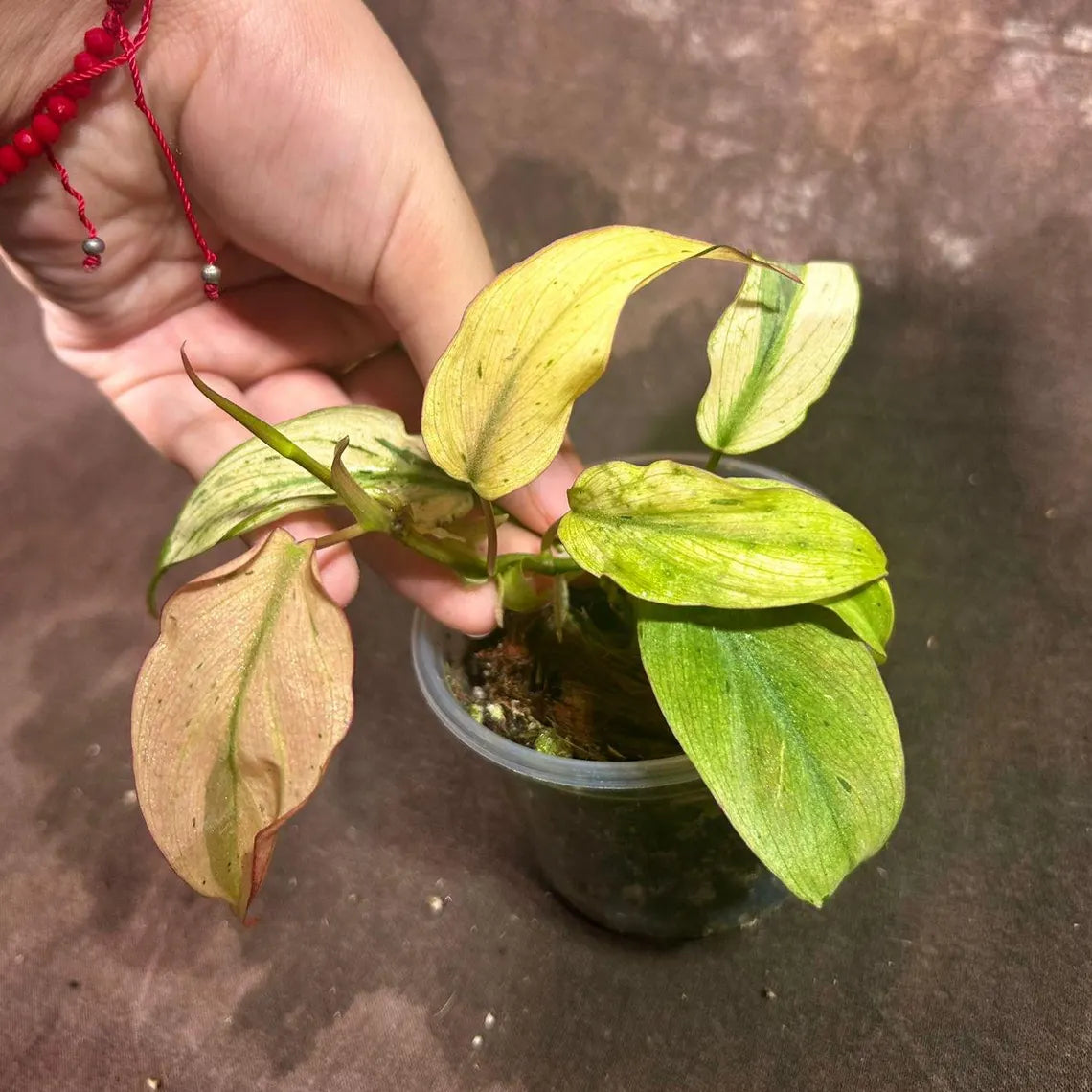 Rare Variegated Philodendron Mican Mint in a Nursery Pot - Variegated Indoor Potted Plant - US SELLER - SAME Pot as the image