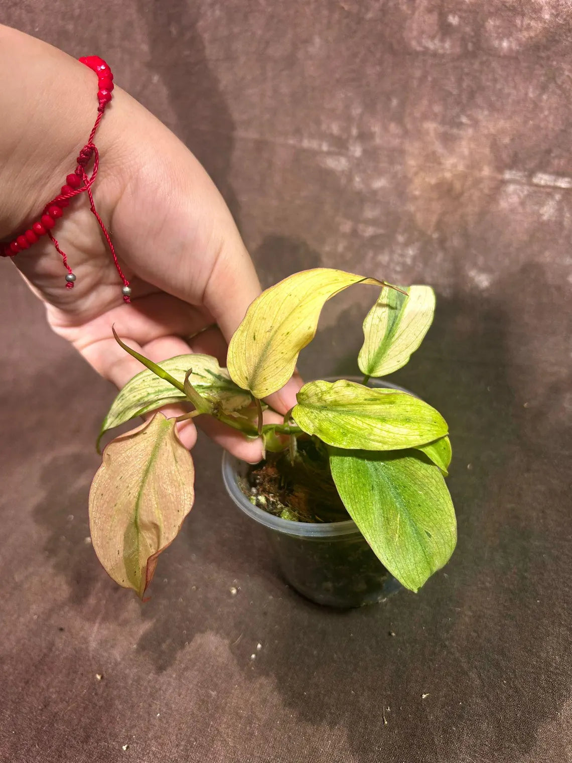 Rare Variegated Philodendron Mican Mint in a Nursery Pot - Variegated Indoor Potted Plant - US SELLER - SAME Pot as the image