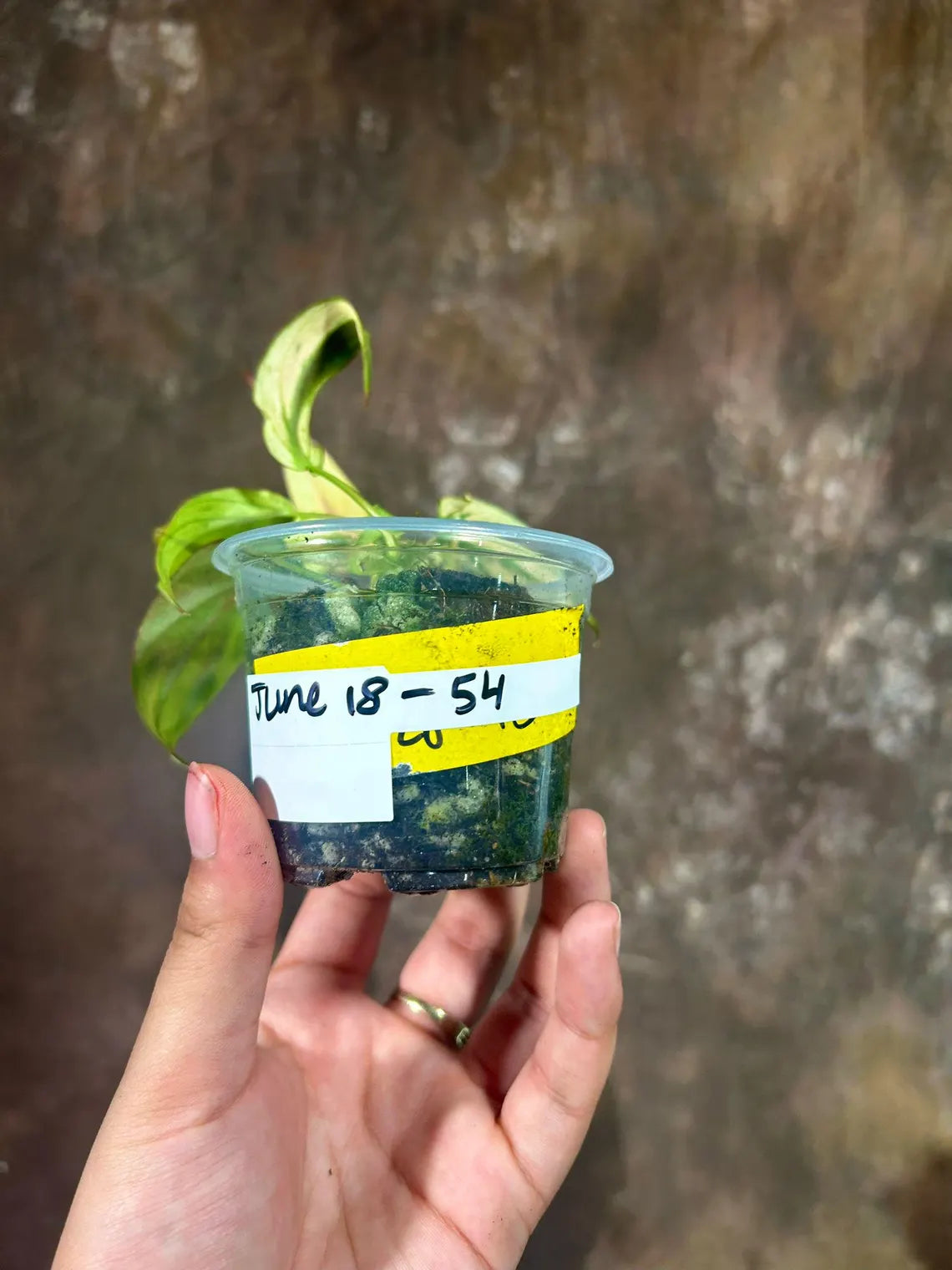 Rare Variegated Philodendron Mican Mint in a Nursery Pot - Variegated Indoor Potted Plant - US SELLER - SAME Pot as the image