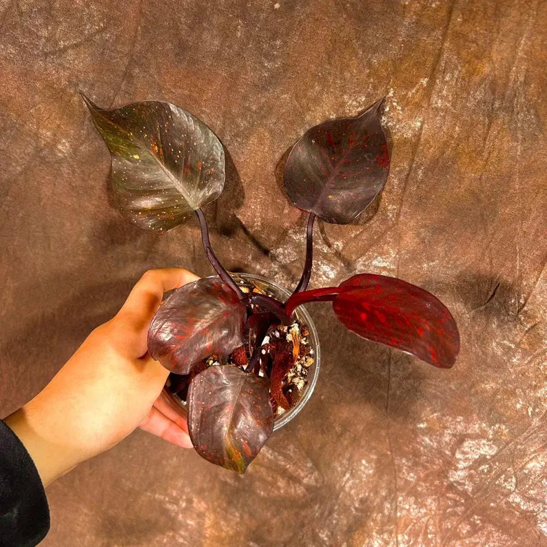 RARE Philodendron Orange Princess in a Nursery Pot - Orange Princess Marble Philodendron Live Plant - Same Potted Plant - US Seller