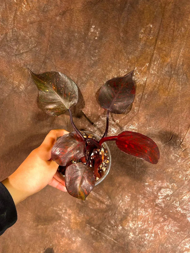 RARE Philodendron Orange Princess in a Nursery Pot - Orange Princess Marble Philodendron Live Plant - Same Potted Plant - US Seller