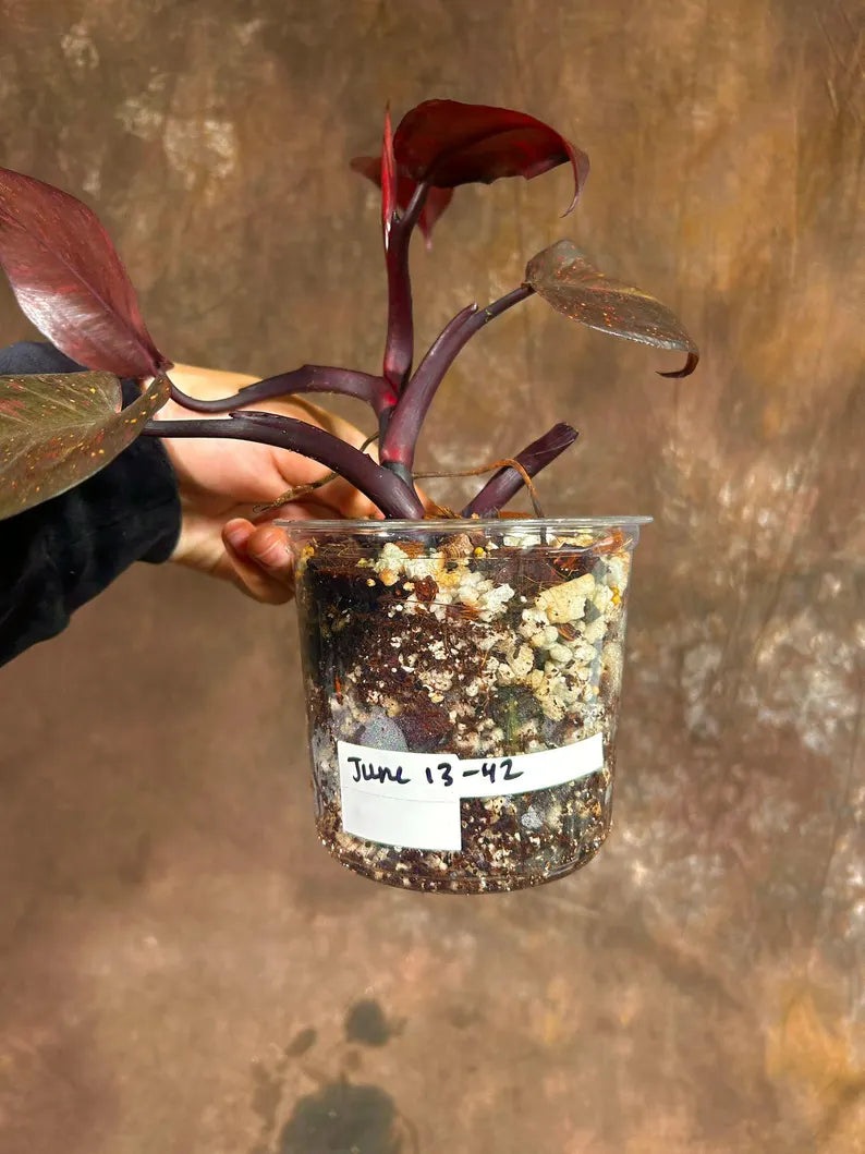 RARE Philodendron Orange Princess in a Nursery Pot - Orange Princess Marble Philodendron Live Plant - Same Potted Plant - US Seller