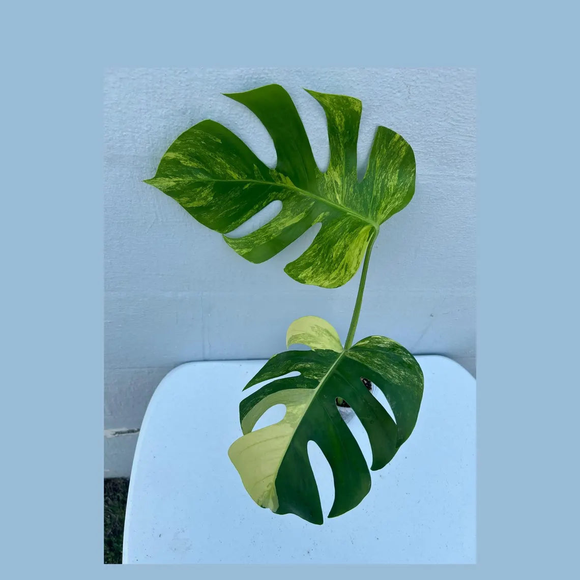 Monstera Aurea Variegated Borsigiana in a Nursery Pot - Monstera Aurea Top Cut potted Plant - Monstera Marmota - Same Plant - US Seller