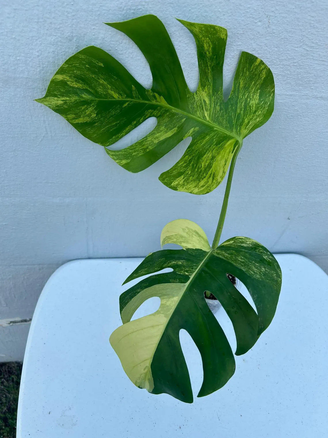 Monstera Aurea Variegated Borsigiana in a Nursery Pot - Monstera Aurea Top Cut potted Plant - Monstera Marmota - Same Plant - US Seller