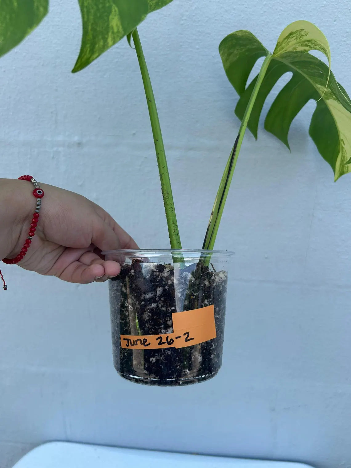Monstera Aurea Variegated Borsigiana in a Nursery Pot - Monstera Aurea Top Cut potted Plant - Monstera Marmota - Same Plant - US Seller