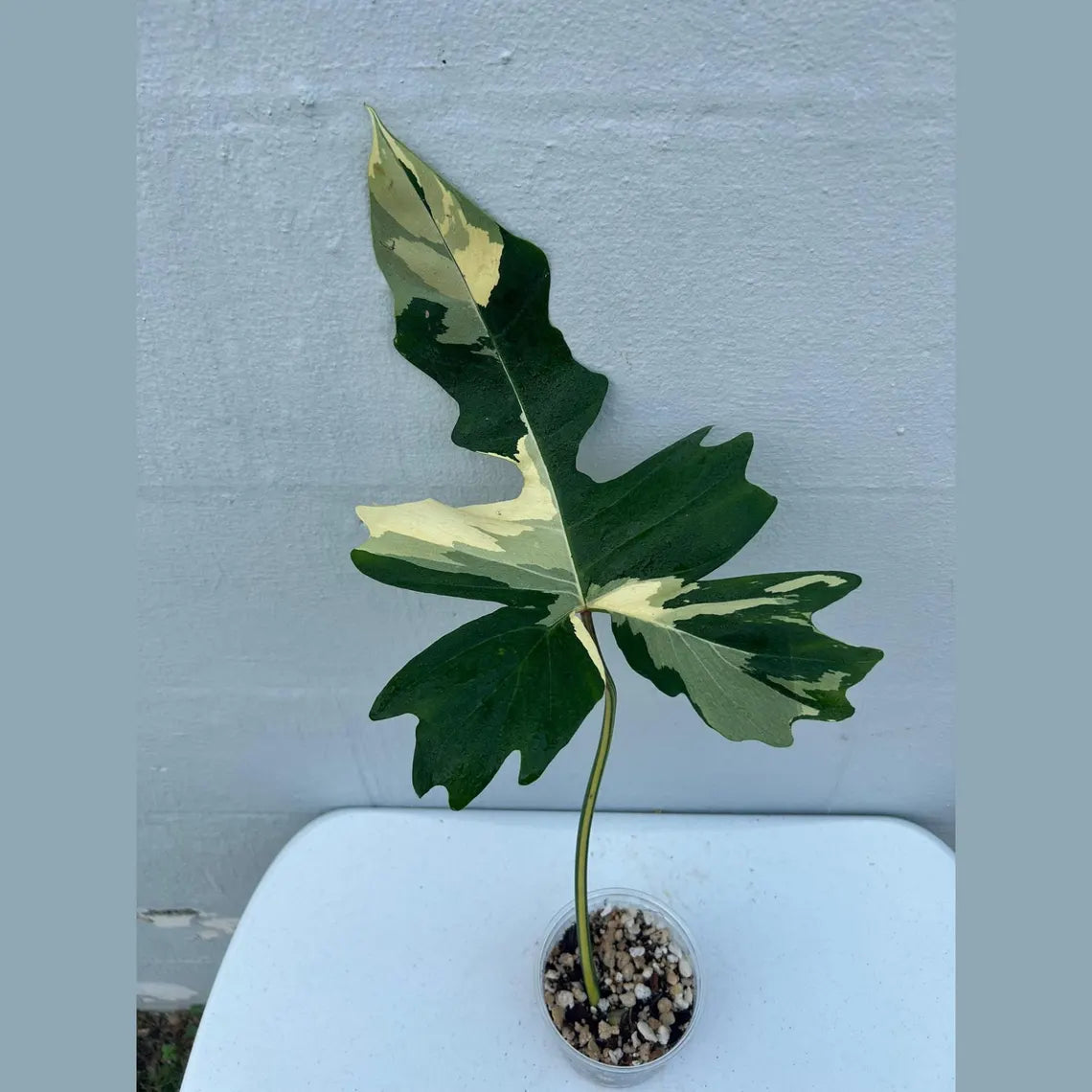 Philodendron Golden Dragon Variegated Established Plant in a Nursery Pot- Collector Rare Indoor Plants - Live Plant - SAME plant - US Seller