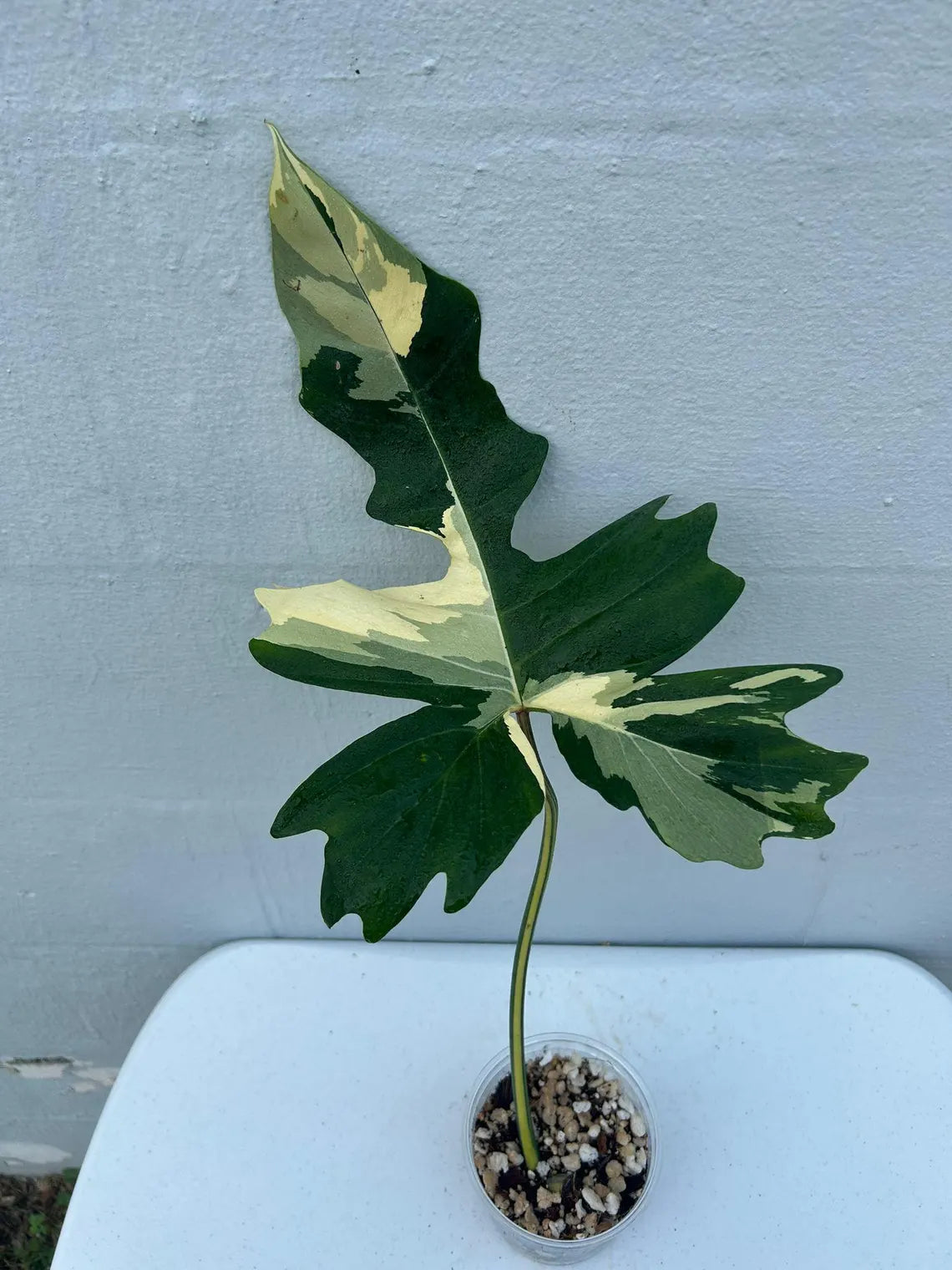 Philodendron Golden Dragon Variegated Established Plant in a Nursery Pot- Collector Rare Indoor Plants - Live Plant - SAME plant - US Seller