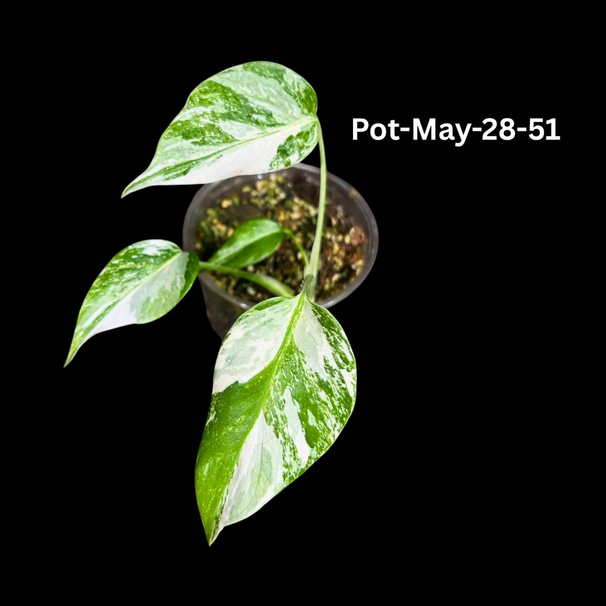 Monstera Albo - Rare Variegated Monstera Borsigiana Albo - Rare Collector Plant - White Monstera Albo Pots - USA seller